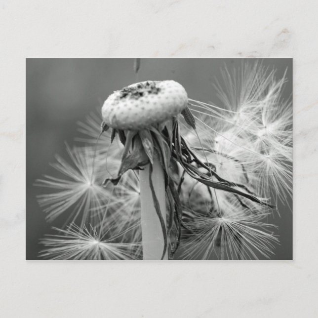 Postal Löwenzahn (Anverso)