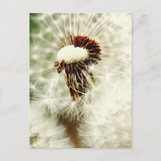 Postal Löwenzahn 2012