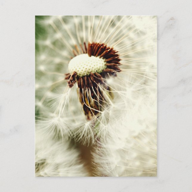 Postal Löwenzahn 2012 (Anverso)