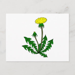 Postal Löwenzahn dandelion