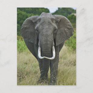 Postal Loxodonta de Elephantna del africano, juego de