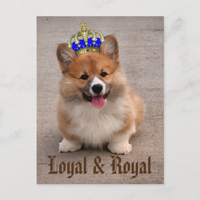 Postal Loyal y Royal Corgi Puppy (Anverso)