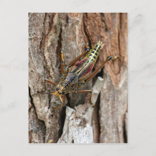 Postal Lubber Grasshopper