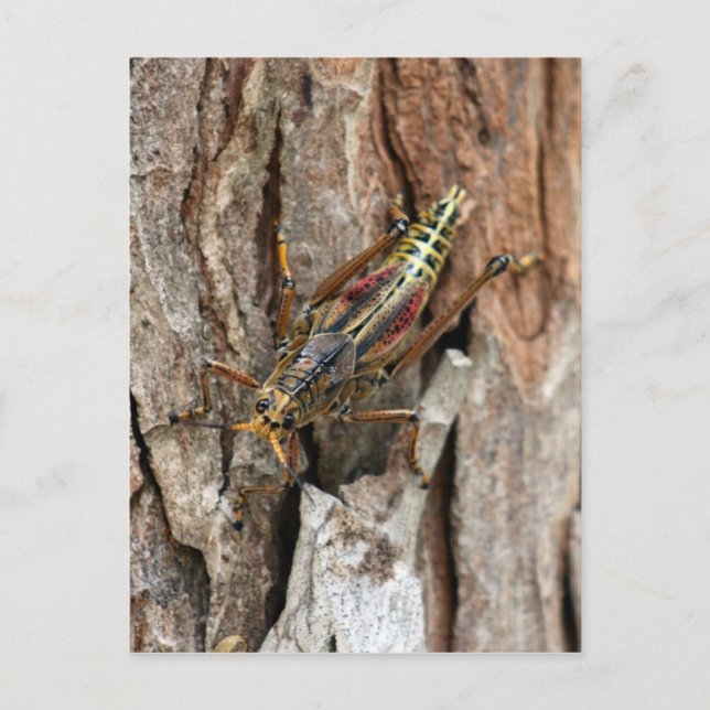 Postal Lubber Grasshopper (Anverso)
