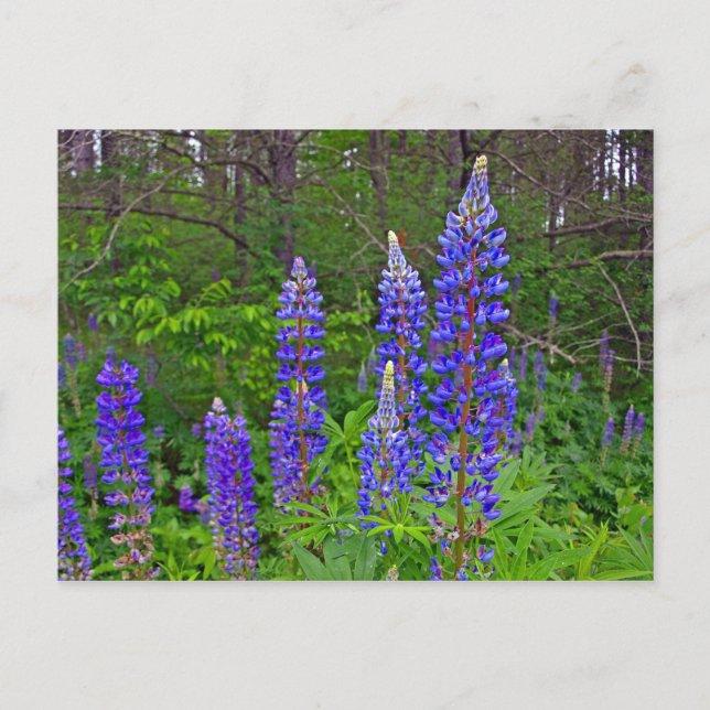 Postal Lubinas (Anverso)