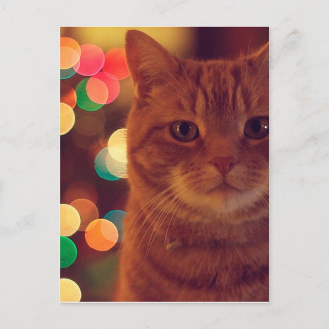 Postal Luces de gato y Navidad (Anverso)