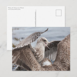 Postal Lucha contra la gaviota