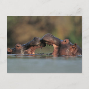 Postal Lucha de hipopótamos (Hippopotamus Amphibius)