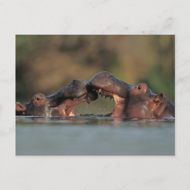 Postal Lucha de hipopótamos (Hippopotamus Amphibius) (Anverso)