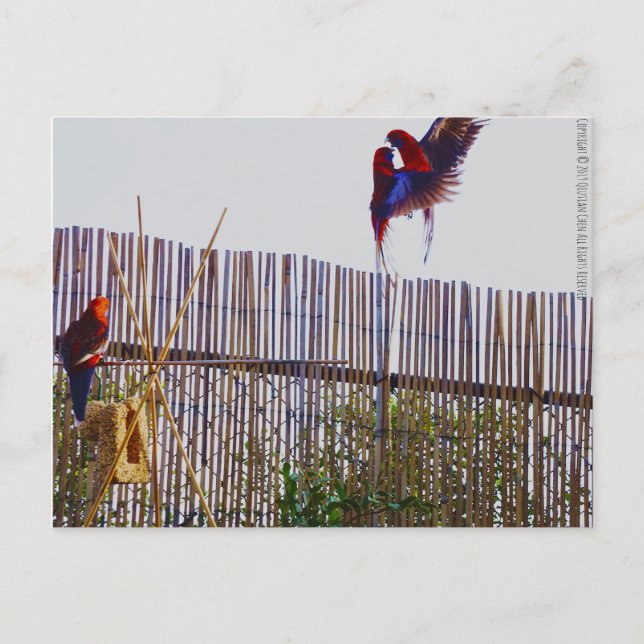 Postal Lucha por el chica (Anverso)