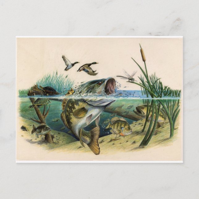 Postal Luchar contra el trasero (Anverso)