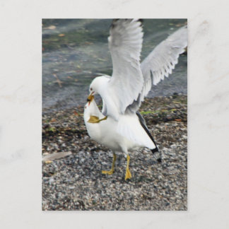 Postal Luchar contra las gaviotas