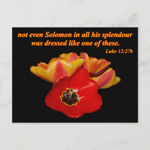 Postal lucio 12:27b y tulipanes brillantes