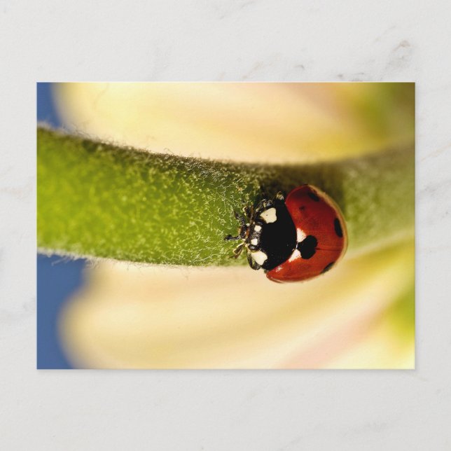 Postal Lucky (Anverso)