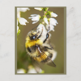 Postal Lucky Bee