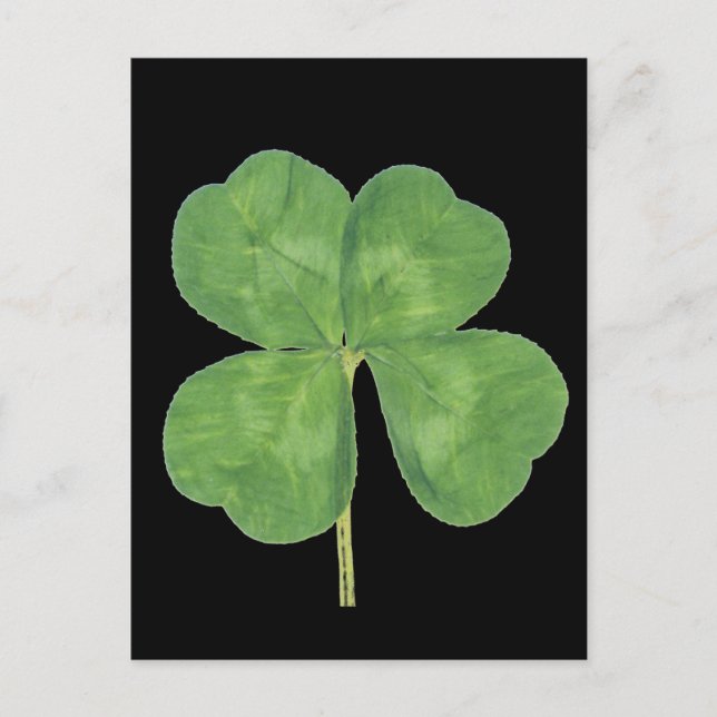 Postal Lucky Four Leaf Clover Shamrock (Anverso)