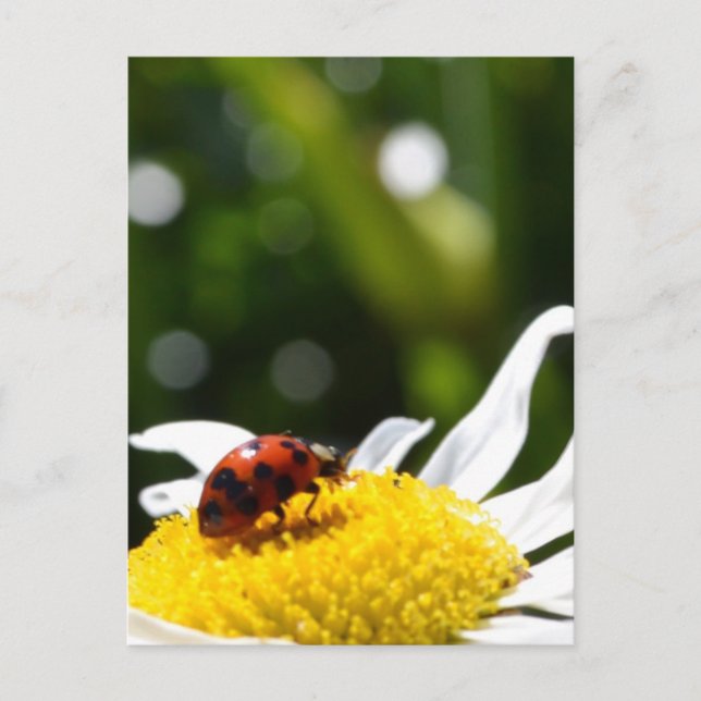 Postal Lucky Ladybug (Anverso)