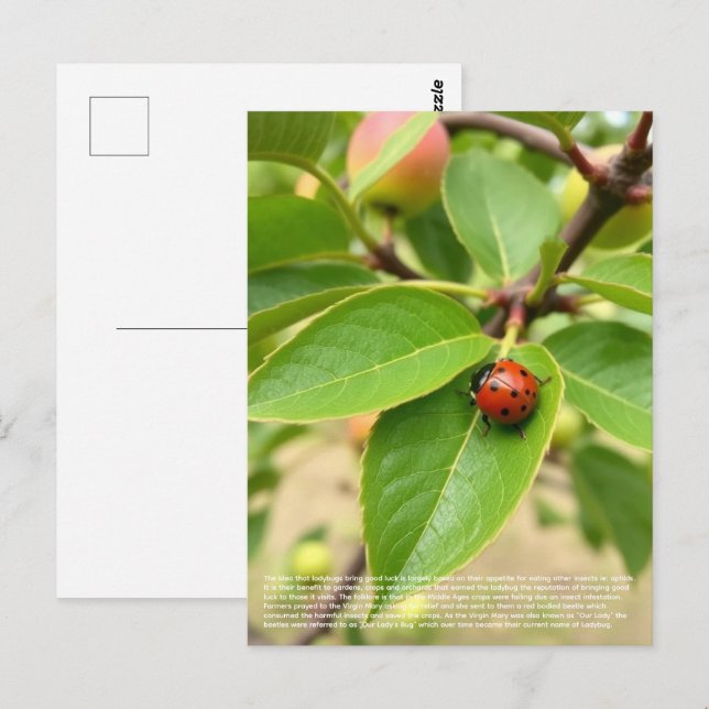 Postal Lucky Ladybug  (Anverso / Reverso)