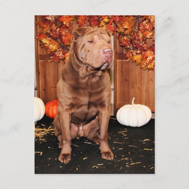 Postal Lucky - Shar Pei - Hildebrand (Anverso)