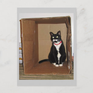 Postal Lucy en una caja