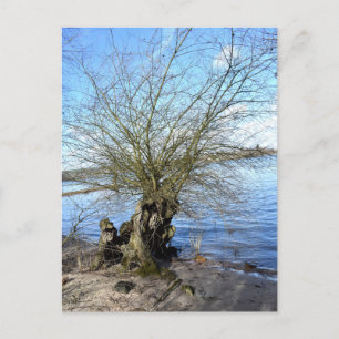 Postal Lugares perdidos , Árbol viejo en la orilla del rí