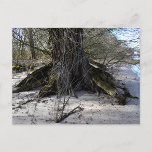 Postal Lugares perdidos , Árbol viejo en la orilla del rí