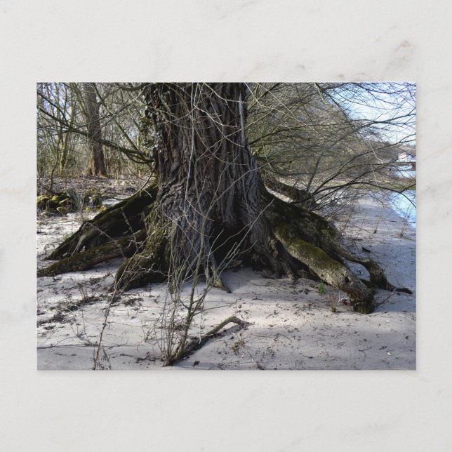 Postal Lugares perdidos , Árbol viejo en la orilla del rí (Anverso)