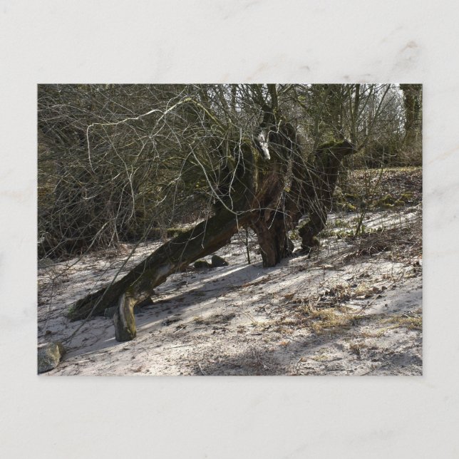 Postal Lugares perdidos , Árbol viejo en la orilla del rí (Anverso)