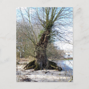 Postal Lugares perdidos , Árbol viejo en la orilla del rí