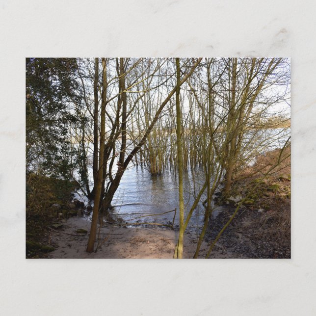 Postal Lugares perdidos , Árboles en la orilla del río (Anverso)