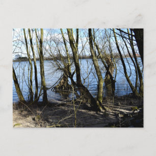 Postal Lugares perdidos , Árboles en la orilla del río