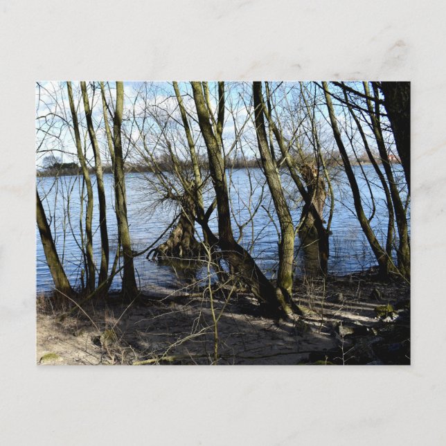 Postal Lugares perdidos , Árboles en la orilla del río (Anverso)