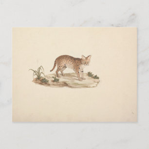 Postal Luigi Balugani - Gato Salvaje Africano o Serval