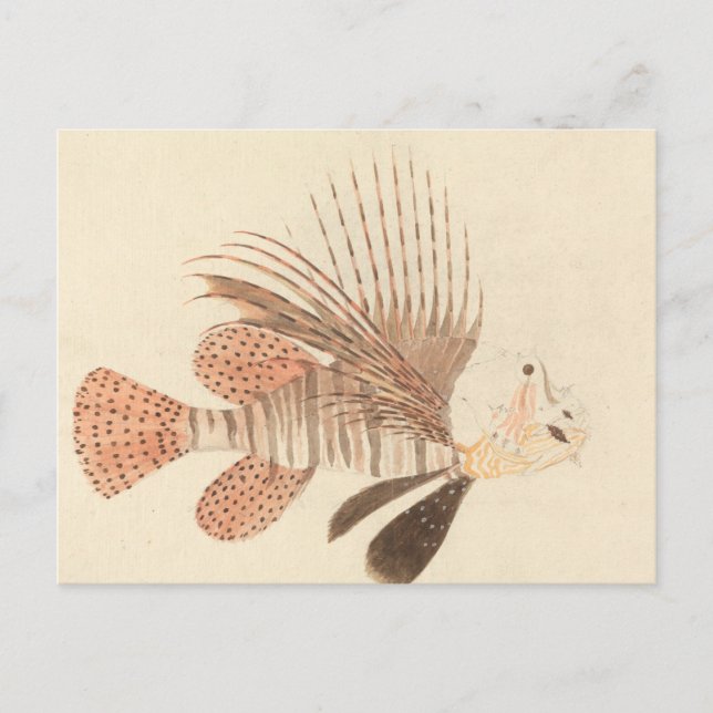 Postal Luigi Balugani - Lionfish (Anverso)