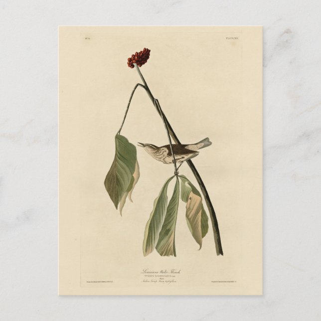 Postal Luisiana, la fiebre del agua, los pájaros de Améri (Anverso)