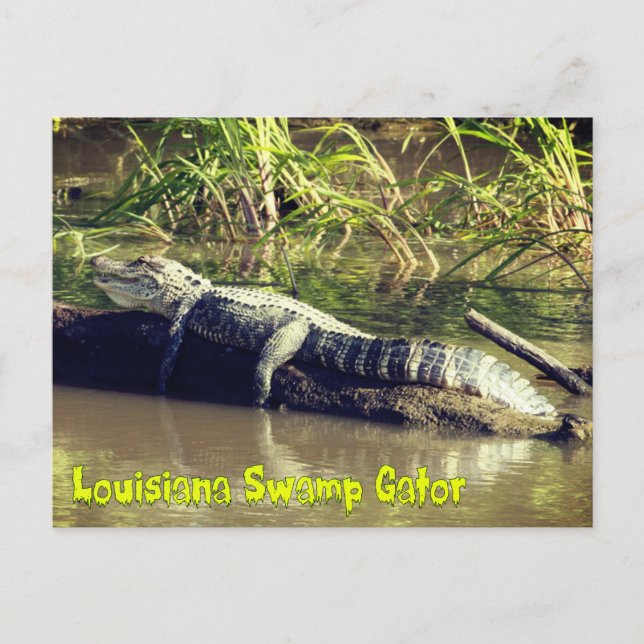 Postal Luisiana Swamp Gator (Anverso)