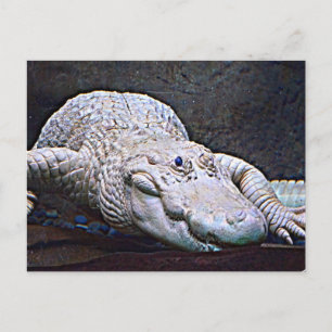 Postal Luisiana White Alligator
