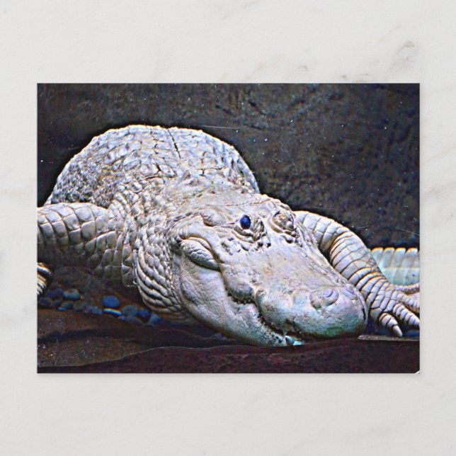 Postal Luisiana White Alligator (Anverso)