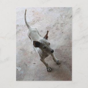 Postal Luk Maa ... Cachorro Puppy Dog
