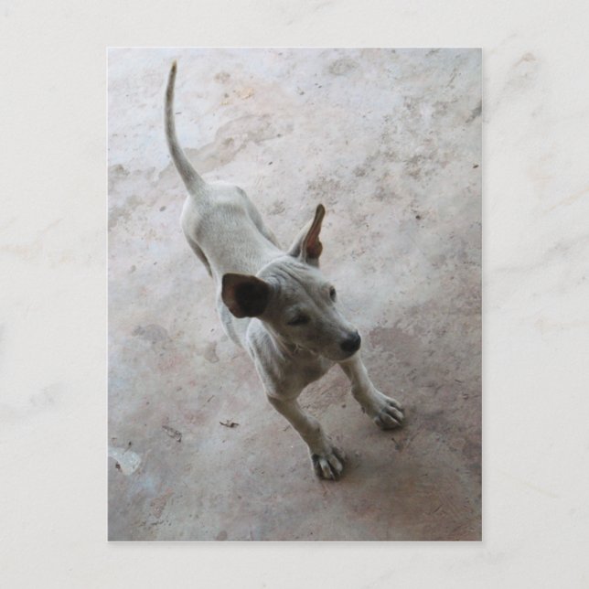 Postal Luk Maa ... Cachorro Puppy Dog (Anverso)