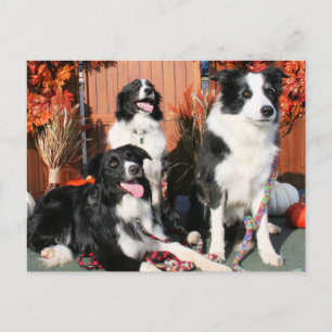Postal Luke Winnie y Lando - Border Collie Photo-05