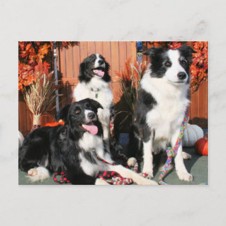 Postal Luke Winnie y Lando - Border Collie Photo-05