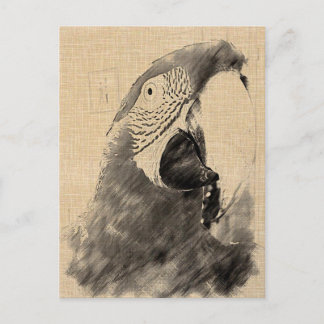 Postal Lulu Macaw Sketch