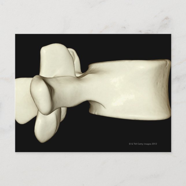 Postal Lumbar Vertebra (Anverso)