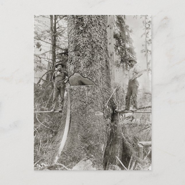 Postal Lumberjacks with Giant Fir, 1905 (Anverso)