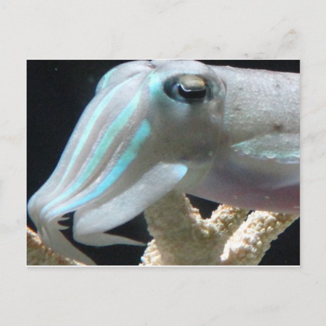Postal Luminoso Cuttlefish (Anverso)