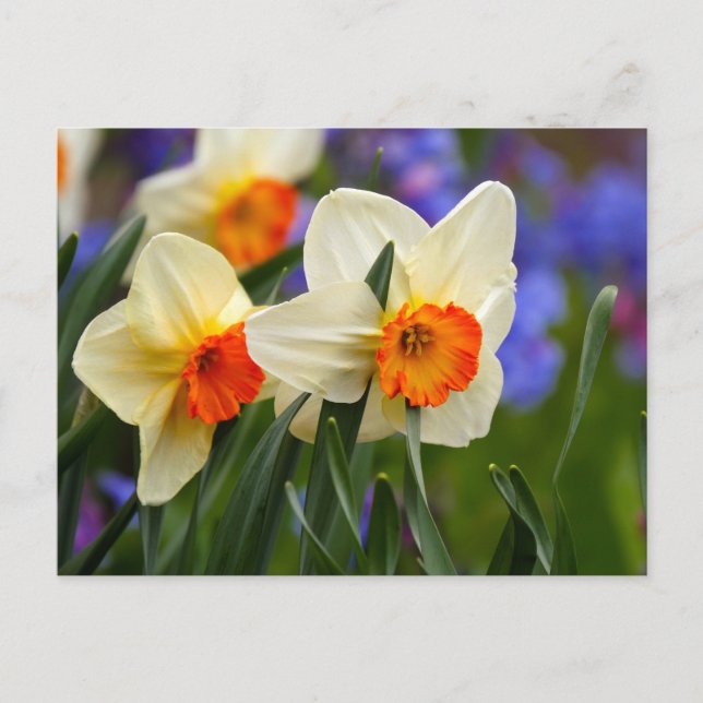 Postal Luminosos Daffodils (Anverso)