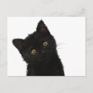 Postal Luna Bella Black Kitten