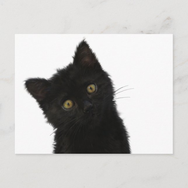 Postal Luna Bella Black Kitten (Anverso)