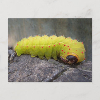 Postal Luna Caterpillar